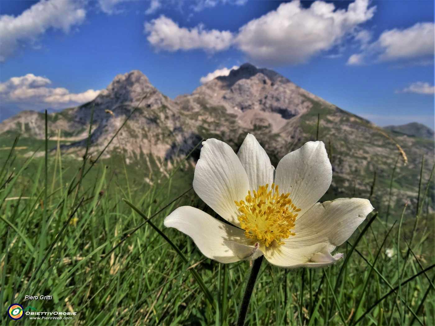 61 Pulsatilla alpina (Anemone alpino) con vista in Arera-Corna Piana.JPG